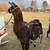 Pack llama gelding 1 thumbnail