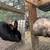 Satin Rabbit- Breeding Pairs 5 thumbnail