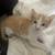 kitten 1 thumbnail