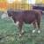 Polled Hereford Steer 2 thumbnail