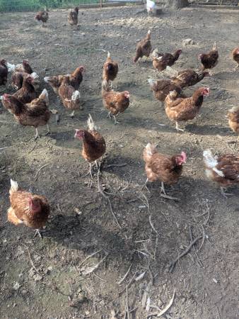 Red laying hens 1