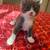 Kittens bottle fed friendly 5 thumbnail
