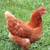 17 week old Ready to Lay Golden Comet Pullets 3 thumbnail