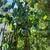 10ft Pakistani Mulberry Tree 1 thumbnail