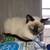 Siamese cat 4 thumbnail
