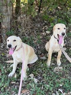 Free to a Good Home - Yellow Lab/German Shepard mix 1