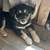 Adoption of husky/border collie pups 2 thumbnail
