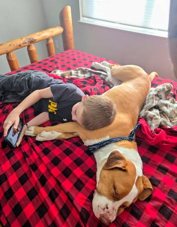 Lost Dog (Sheridan)64211679014658120