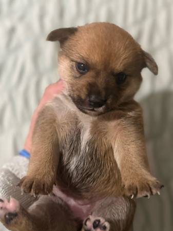 Cachorro de 5 semanas de Yorkshire terrier / cruce de Shiba Inu (Bronx) (Bronx)63839338554625124