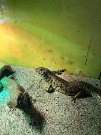 Zebra skink (Haverhill)63863495881603121