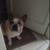 French bulldog male brindle 7 thumbnail