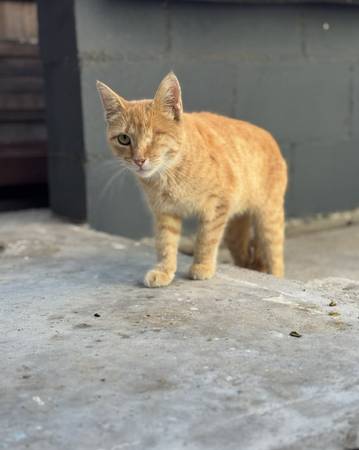 Lost Small Orange Tabby Cat with One Eye 1