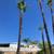 Tree trimming and Removal, All Orange County 3 thumbnail