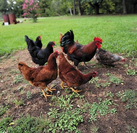 Chickens RIR Laying hens (Jermyn)63852007296131121