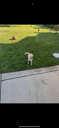 Free Chihuahua mix, white/tan (danville / san ramon)63935628011395123