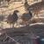 Chukars 10 thumbnail