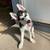 4 month old female husky:) 1 thumbnail