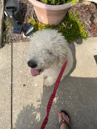 Golden doodle needs loving home (Decatur)63660349878401120