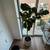 Beautiful Tall Fiddle Leaf Fig (FLF) – 14-inch Grow Pot - Healthy & Vibrant 7 thumbnail