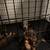 Crate/ Cage for DOBERMAN puppies 5 thumbnail