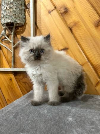 Gatitos cruce Himalaya para reubicar (Remsen)63840149884673123