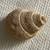 Mud Snail Fossil 1 thumbnail