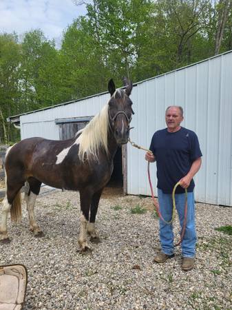 Gaited horse spotted Mare 1