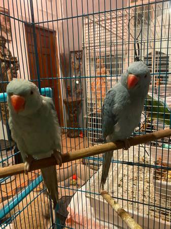 Quaker and Indian ringneks64035635237635123