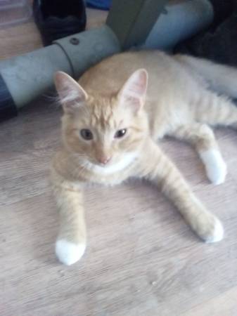 Kittens/cat (Glendale)63870037010433122