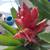 Healthy plant in a ceramic pot 4 thumbnail
