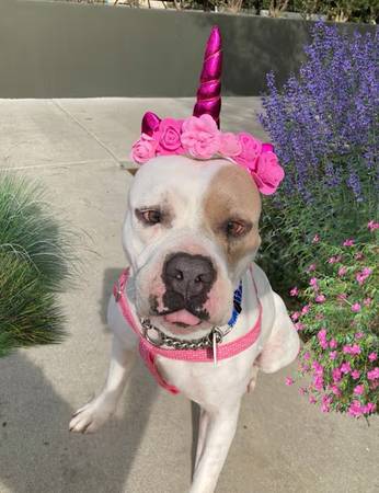 Foster Needed for sweet pittie 1