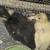 3 week old Last 2 Call Ducklings of the Season 1 thumbnail