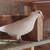White and Various Grizzle Race Pigeons 2 thumbnail