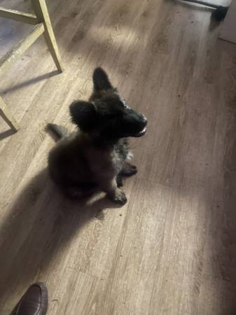 rehoming (San Jose)63852312365953122