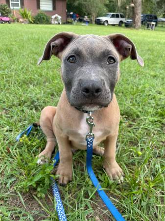 American bully pups (Summerfield)63861782311809122