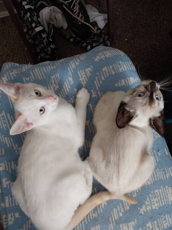 Sibling kittens (Hermitage)63979870173699122