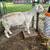 Sheep 4 thumbnail