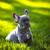 Blue Male Puppy French Bulldog 1 thumbnail