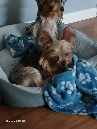 Rehoming small dogs 1