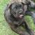 cane corso 3 thumbnail