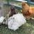 Silkie Chicks *Baby Chickens* 5 thumbnail