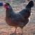 Chicken Fertile Hatching Eggs-Legbars, Marans and Nankin Bantams 6 thumbnail