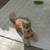 Cream/orange cat 1 thumbnail