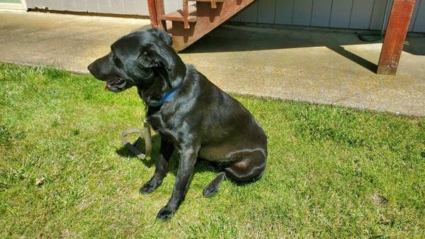Free male lab 1.5 years old to great home (Tualatin)63616292524929122