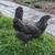 Chickens laying hens and roosters 2 thumbnail