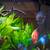 Complete 65-Gallon Custom Freshwater Aquarium Setup - Vibrant & Well-E 20 thumbnail