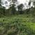Land - 18.80 acres - 1580' Road Frontage 5 thumbnail