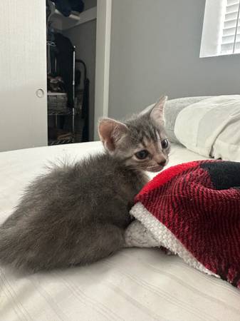 Kittens (Chula Vista)63894602721410120