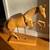 LARGE FULLY ARTICULATED WOOD ARTIST'S HORSE MODEL 1 thumbnail
