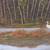 Old Florida Landscape impressionist Signed Oil Painting 10 thumbnail